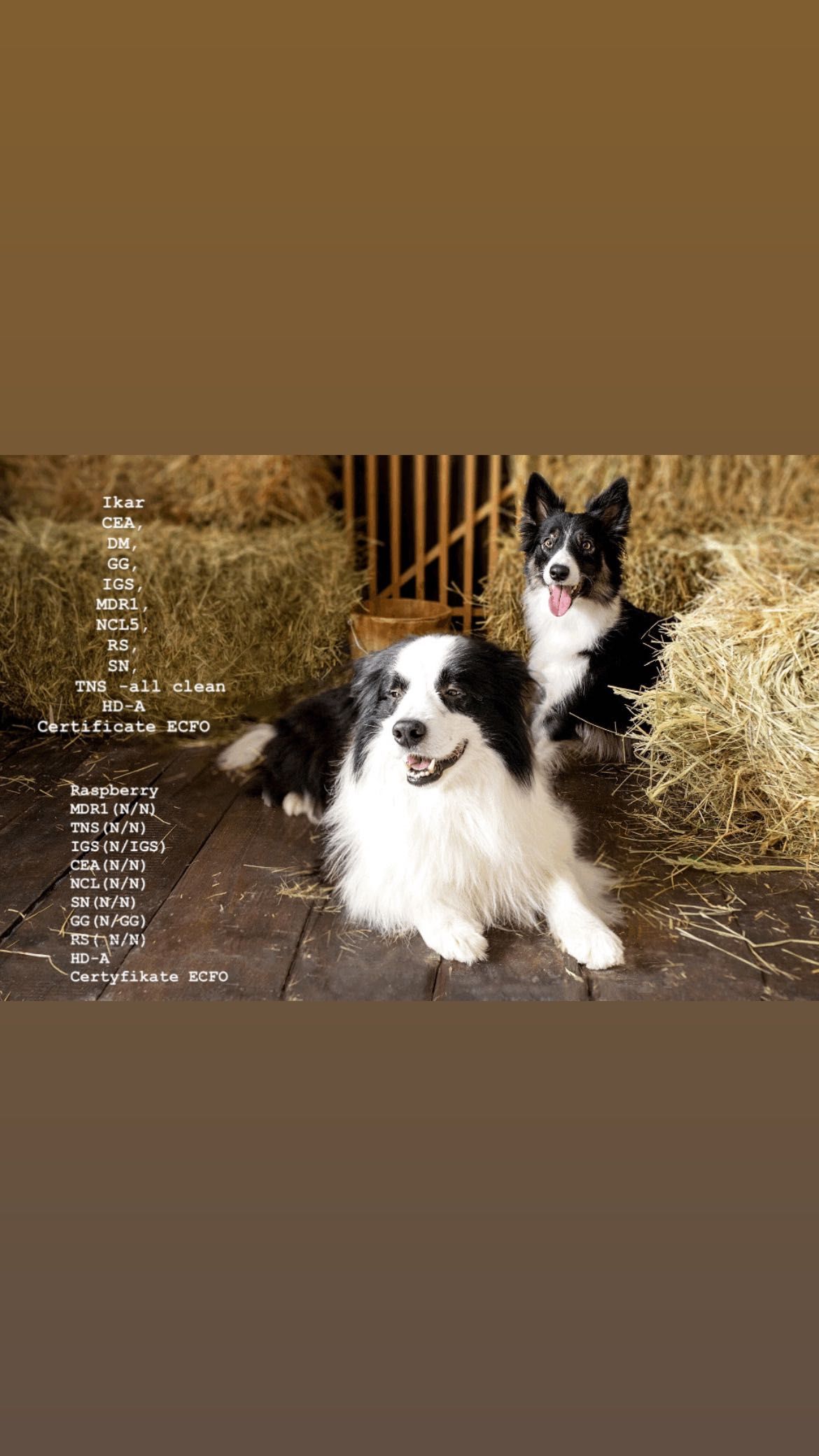 Szczeniak Border Collie ZKwP