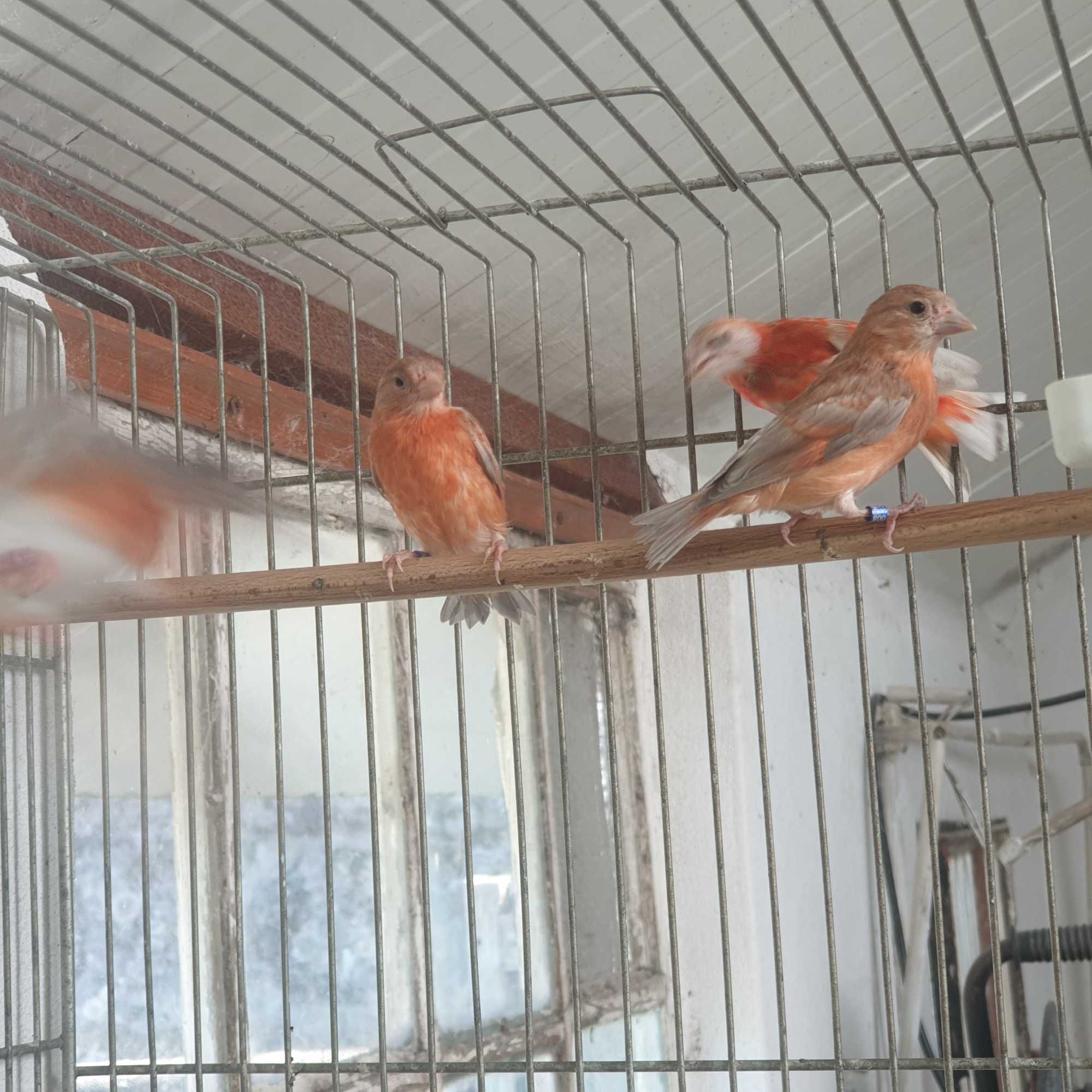 Cardinalitos da Venezuela