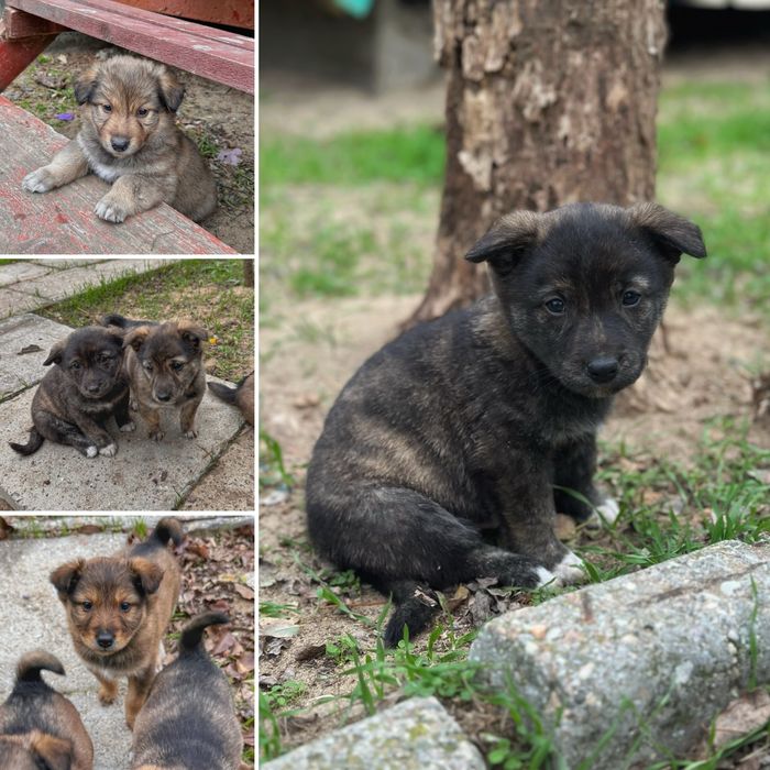 БЕЗКОШТОВНО. Віддамо в добрі руки цуценят