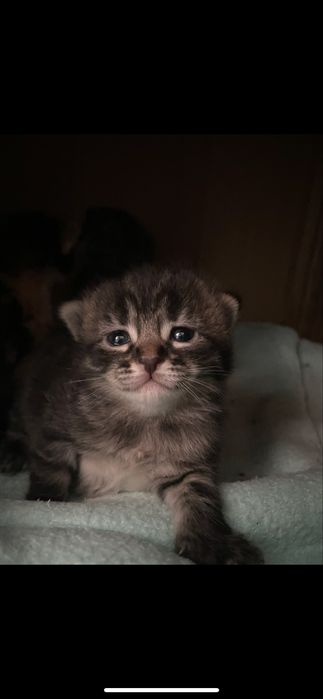 Отдаю котят ,1 месяц обе девочки