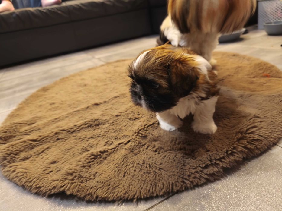 Piesek SHIH TZU samiec