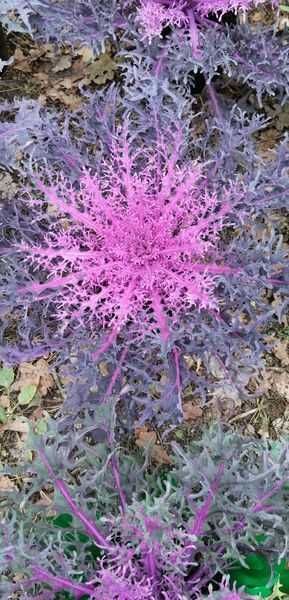 Kapusta ozdobna róża kapuściana alternatywa chryzantemy