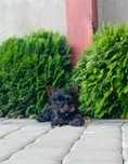 York Yorkshire Terrier PIESEK