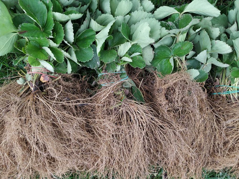 75szt SENGA SENGANA sadzonki truskawek ZENGA