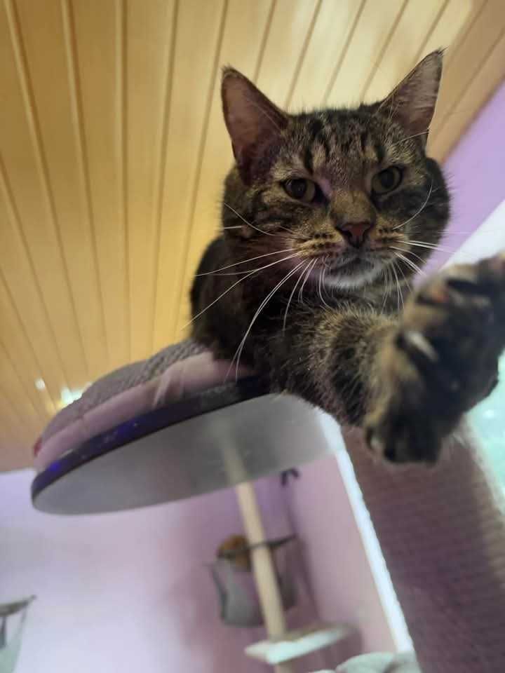 Tak bardzo pragnie człowieka! KOT KOCUR KOCUREK do adopcji