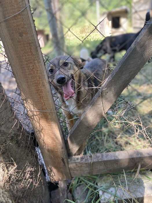 Бесплатно,в хорошие руки.отличная охрана.