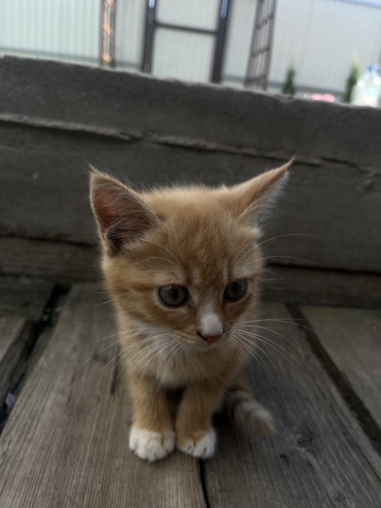 Віддам в добрі руки кошенят