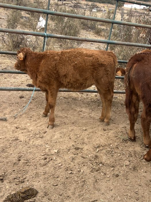 Lote 5 bezerras em modo producao biologico