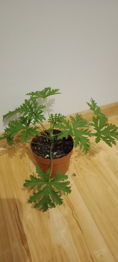 Pelargonia pachnąca 2szt