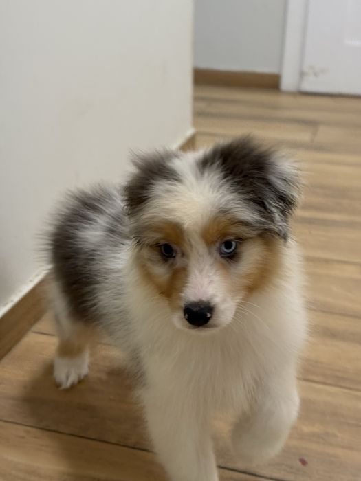 Owczarek australisjki FCI- pies gotowy do nowego domu