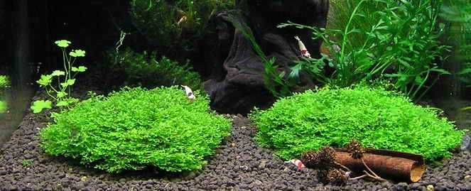 Mini pelia - Duża porcja