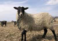 Продам вівці,романівської породи