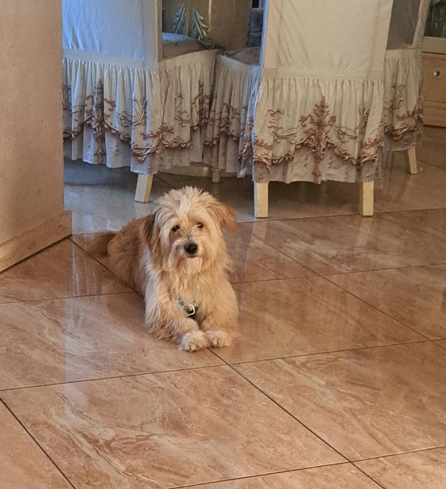 Sprzedam maltanczyka