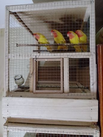 Продам попугаїв нерозлучників