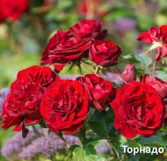 Саджанці троянди  "Астрономія" французької селекції— 85 грн