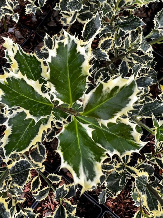 Ostrokrzew kolczasty 'Silver Queen' (Ilex aquifolium) Doniczka 2.0L
