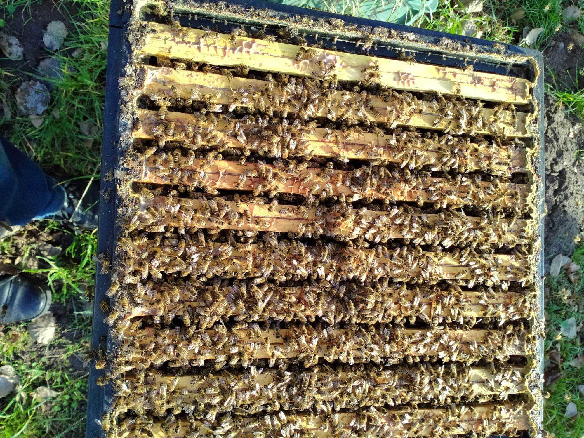 Pszczoły odkłady pszczele