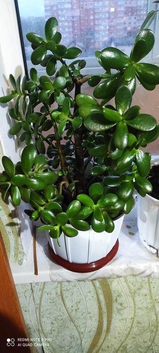 Денежное дерево или красула