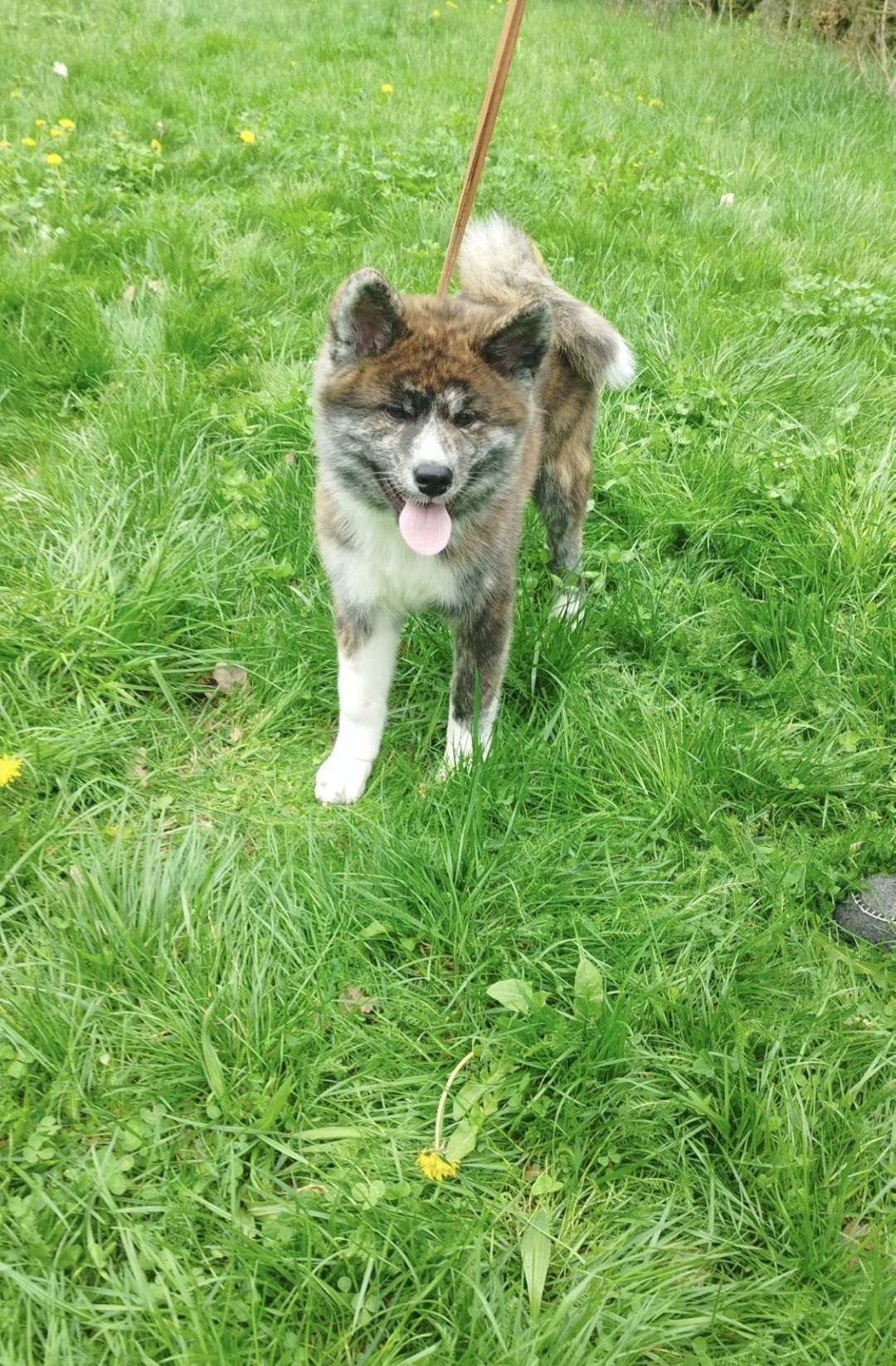 Akita Inu pręgowana Zkwp fci