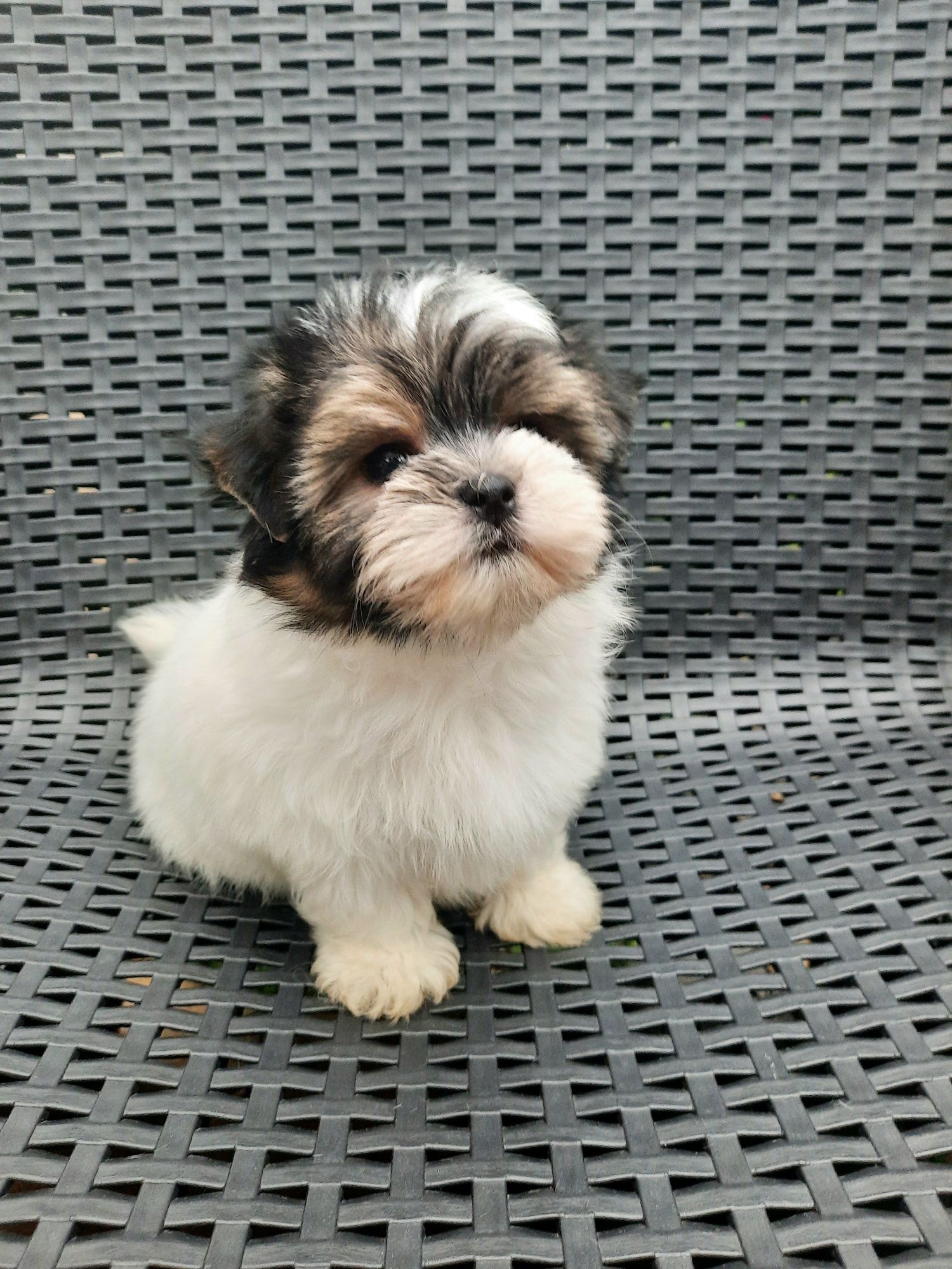 Yorkshire Terrier Biewer samiec