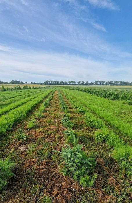 Jodła Kaukaska (Abies Nordmanniana) w donicy ukorzeniona 30cm