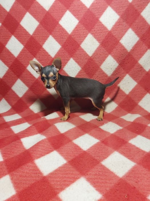 Pinscher miniatura