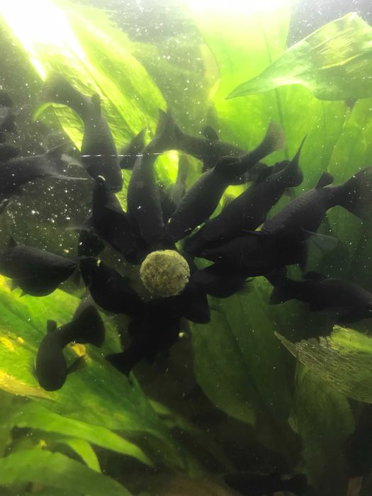 pyszczaki molinezje glonojady