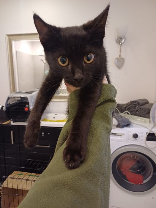 Janek Ogrodnik szuka swojego domu! nie musi być z ogrodem ;)