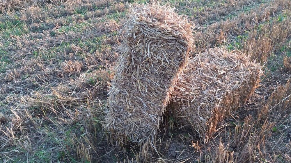 Солома пшенична, ячмінна, трава в тюках