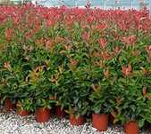 Photinia RED ROBIN