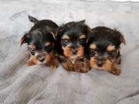 Yorkshire terrier