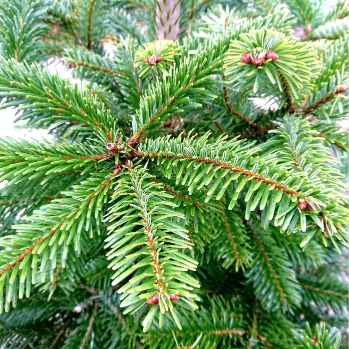 Gałązki jodła kaukaska