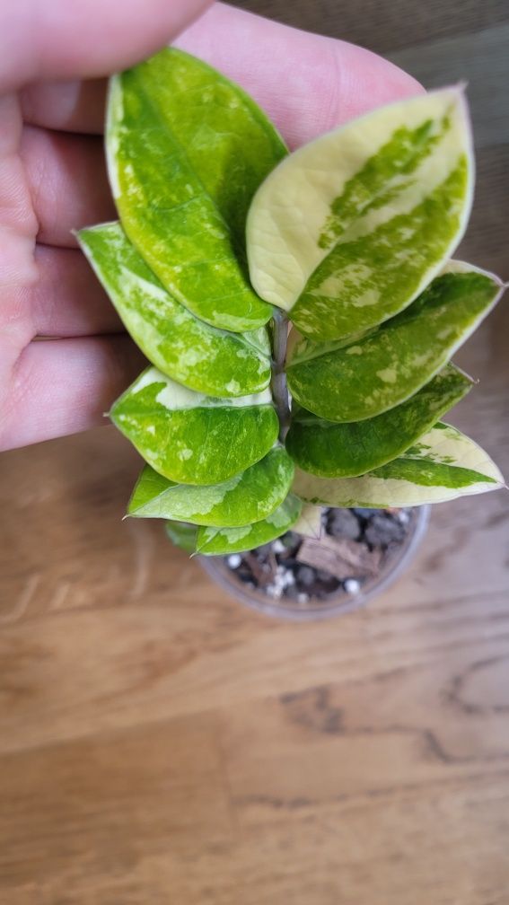 Zamioculcas / Zamiokulkas variegata