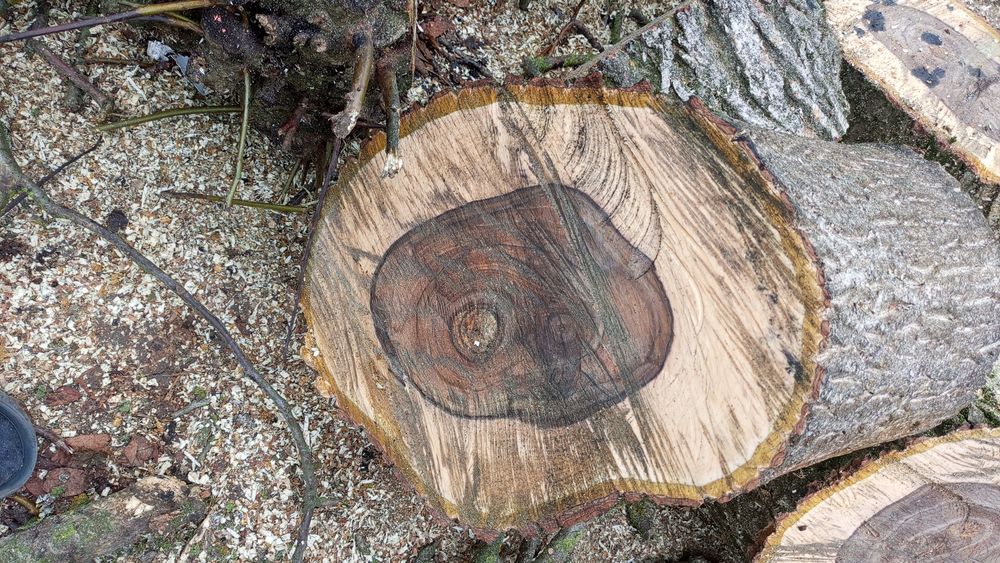 Стовбур горіха, дереву 55рокі, не доставляюв  1.16*57см