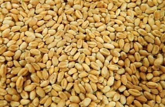 Пшениця врожаю 2025