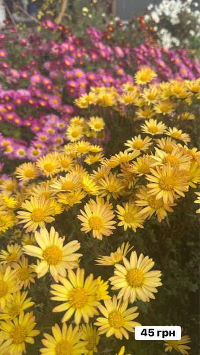 Хризантема різнокольорова
