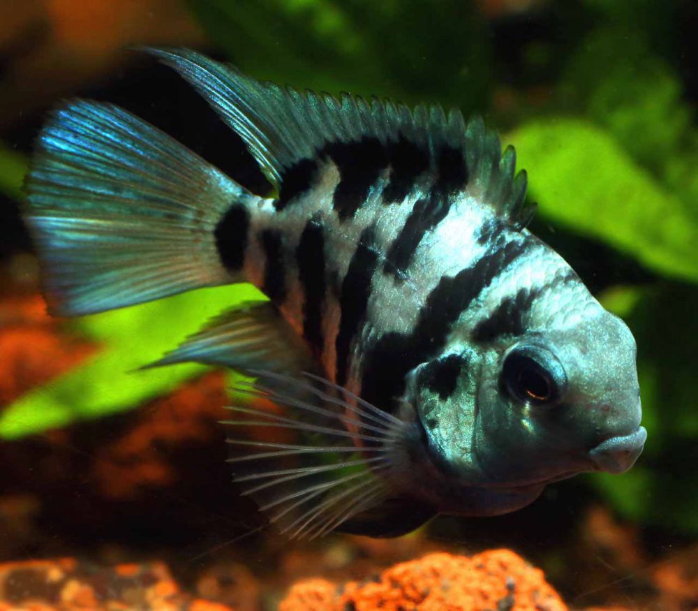 Акваріумні риби: синій тигр, анцитрус