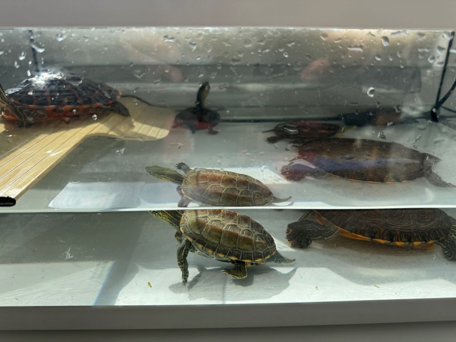 Terrario terratlantis 55x30x20