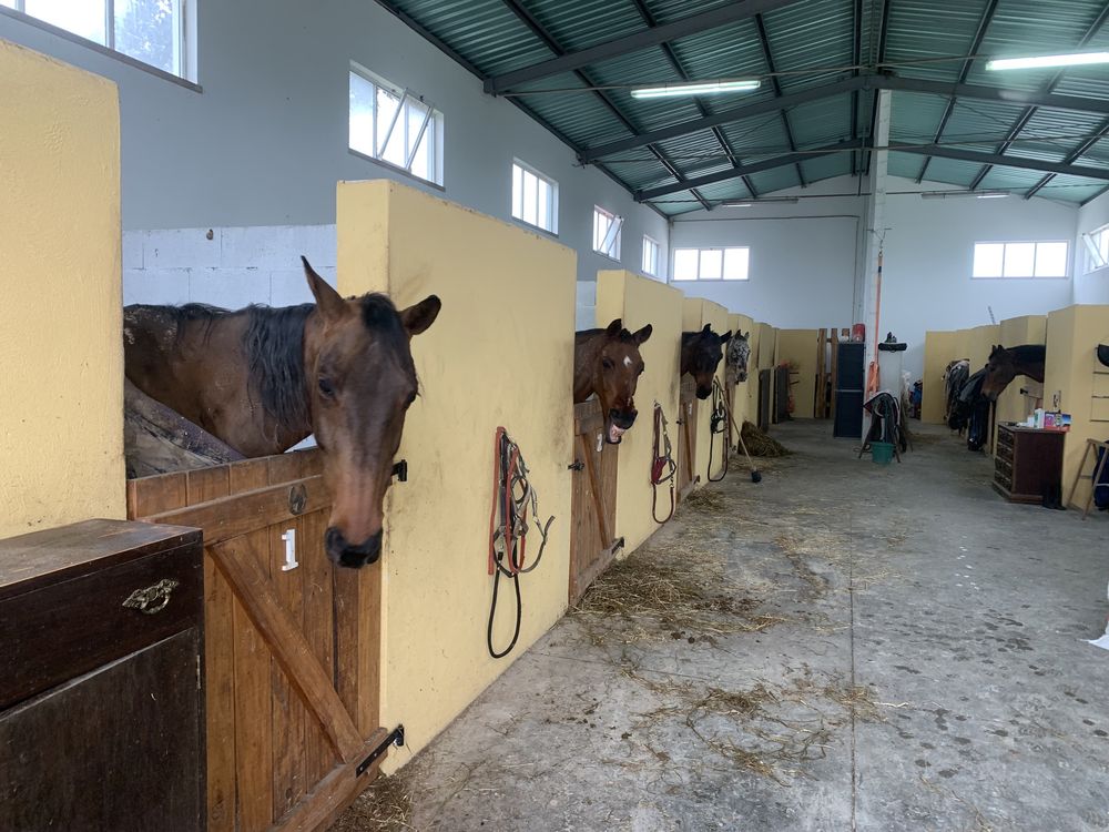 Estrume de cavalo para hortas e jardim