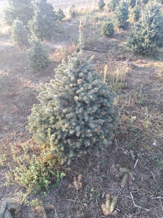 Jodła kaukaska choinki