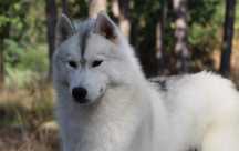 Siberian Husky FCI ZKwP - planowany miot