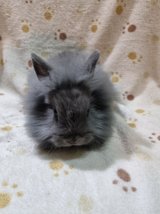 Króliki karzełki lewki, baranki , angora