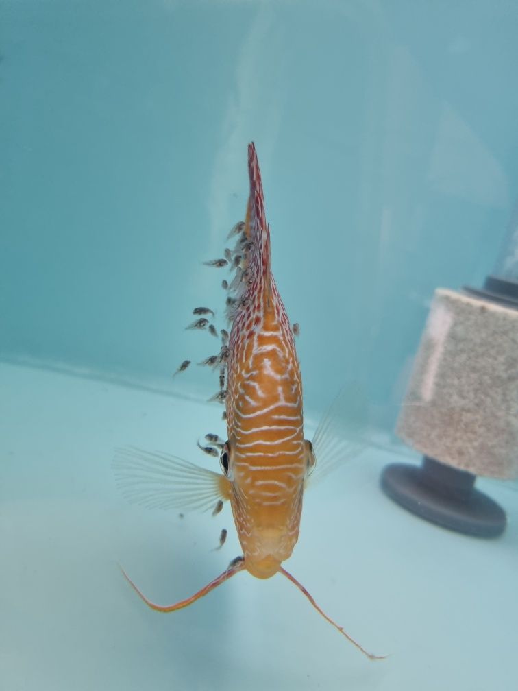 Casal de Peixes Discus 20cm