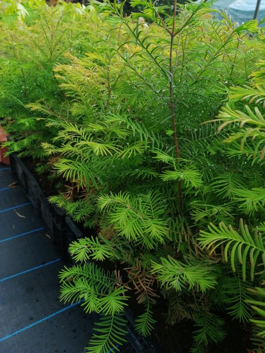 Metasekwoja chińska