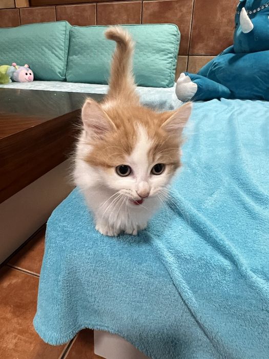 Archi Kocurek Rasy Munchkin Krótkołapy Carska Maskotka*PL