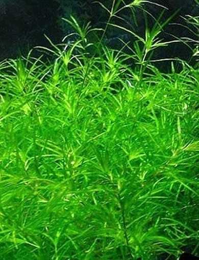 Pack 50 Plantas Aquário – 10 Espécies MUITA COR VERMELHO