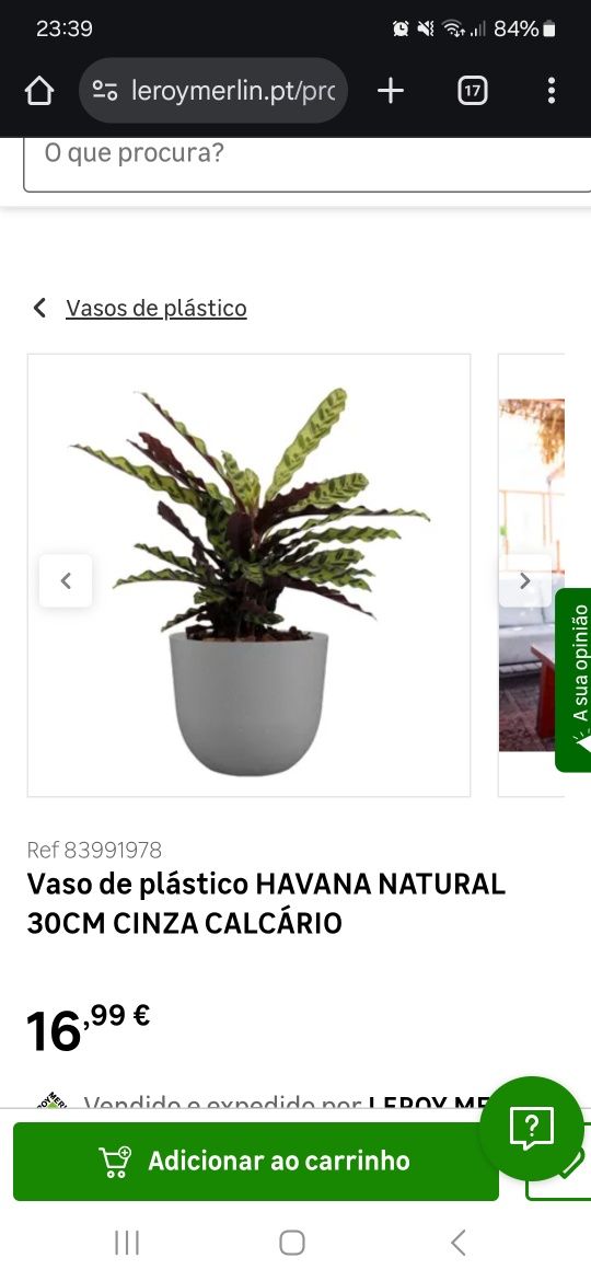 Yucca 1.60m 2 filhos