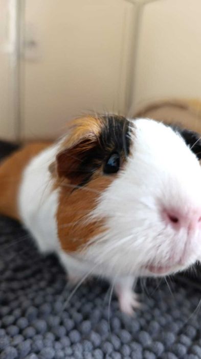 Świnka morska Cavia trzy samiczki