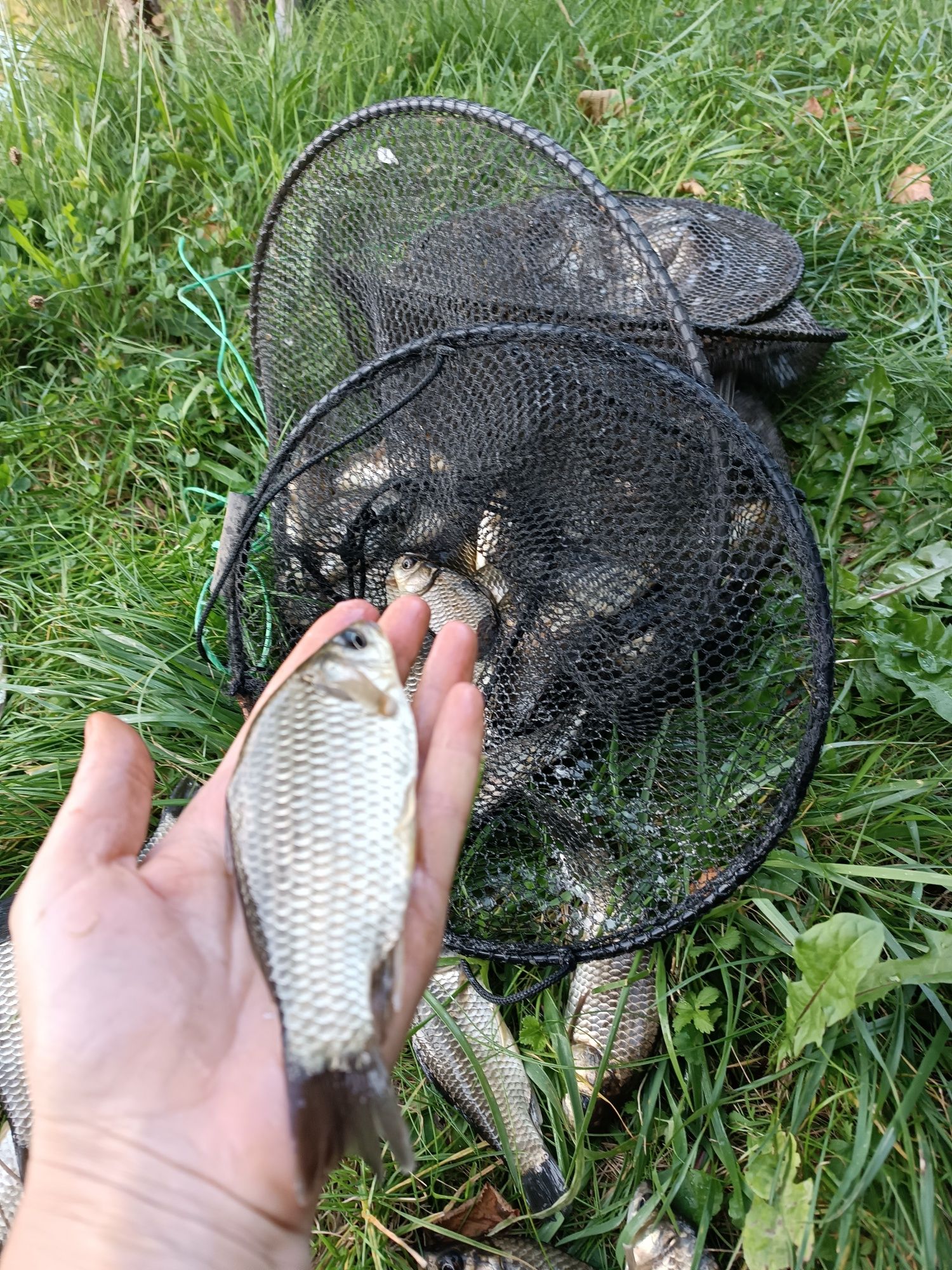 Ryby kroczek narybek  karaś