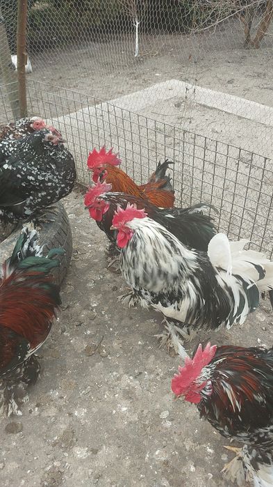 Karzełki łapciate brodate